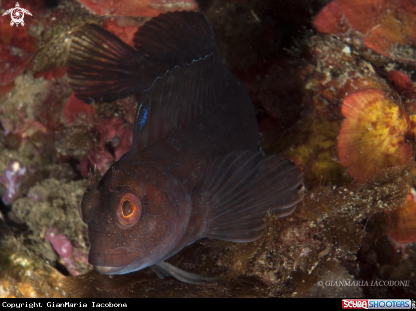 A Blennide