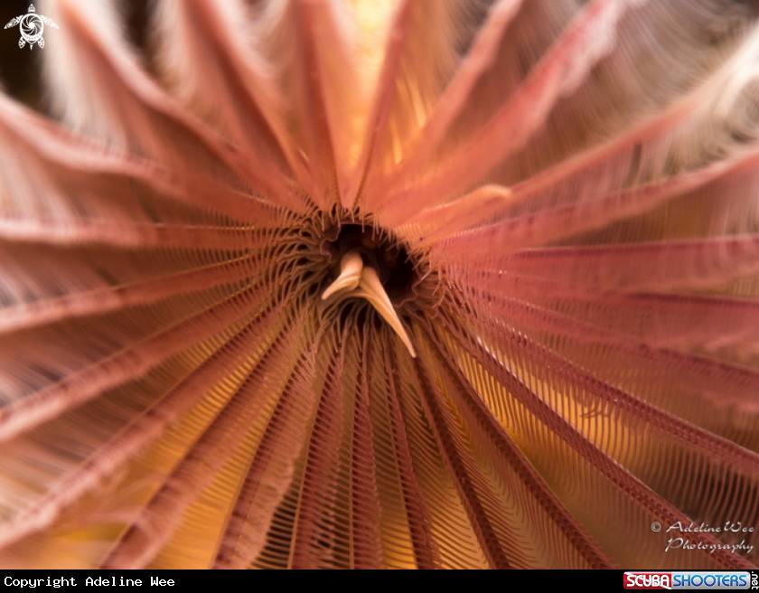 A Feather duster worm