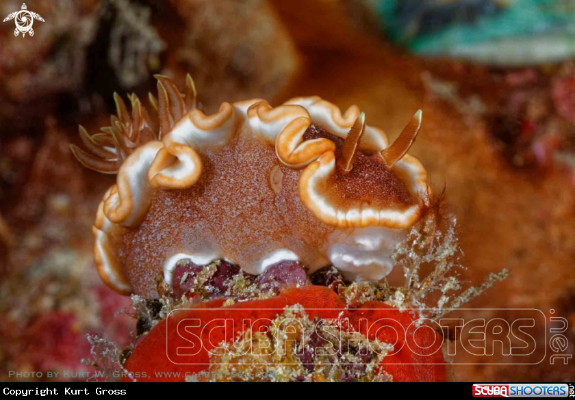A Nudibranche