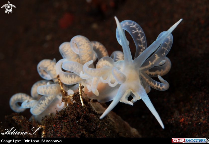 A Nudibranch