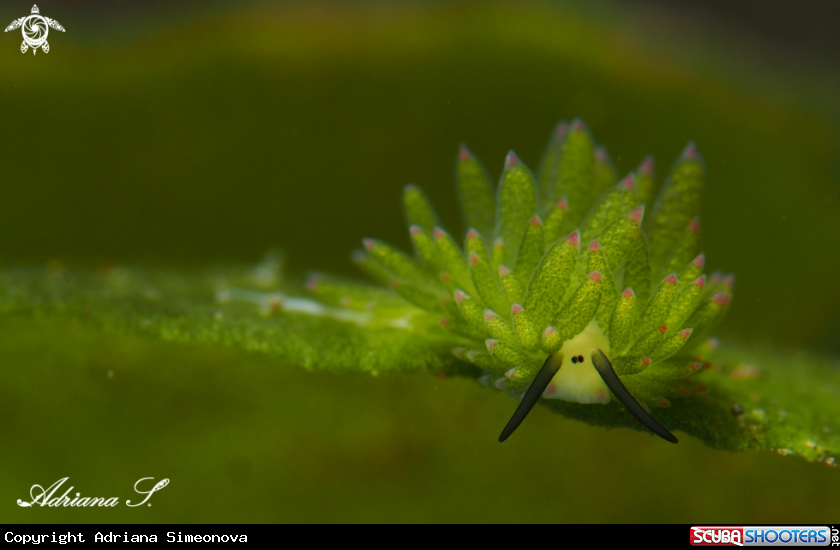 A Nudibranch