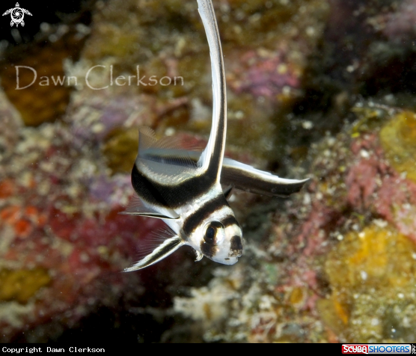 A Spotted Drum