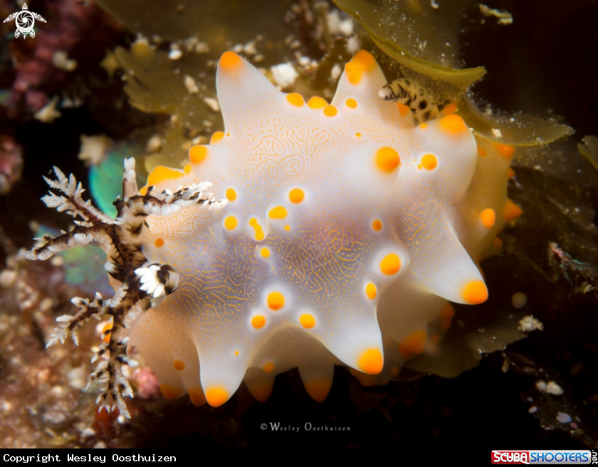 A Nudibranch