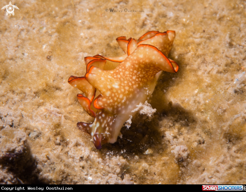 A Nudibranch