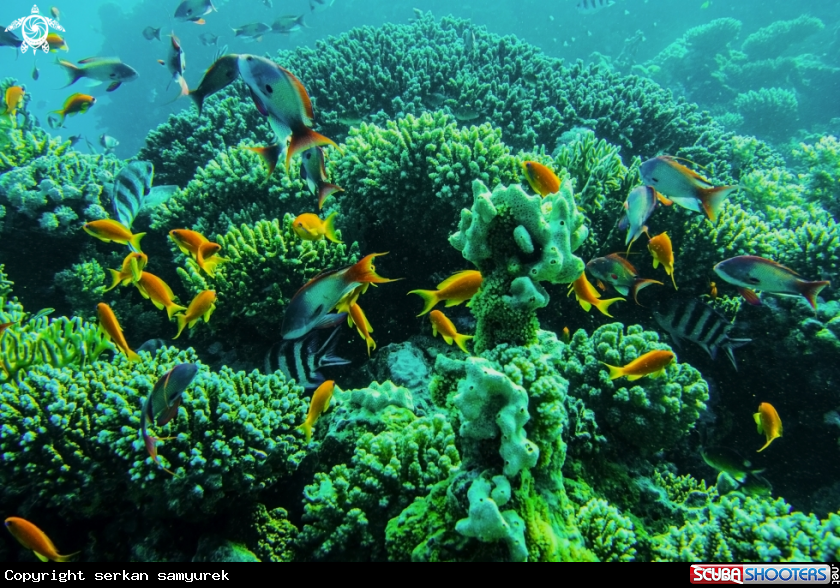 A aquarium