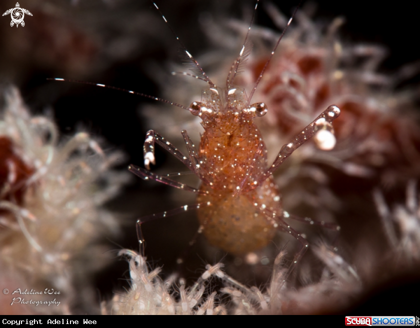 A White footed shrimp