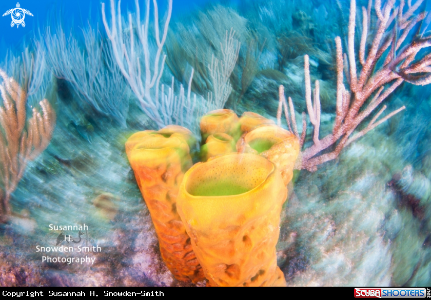 A Yellow sponge