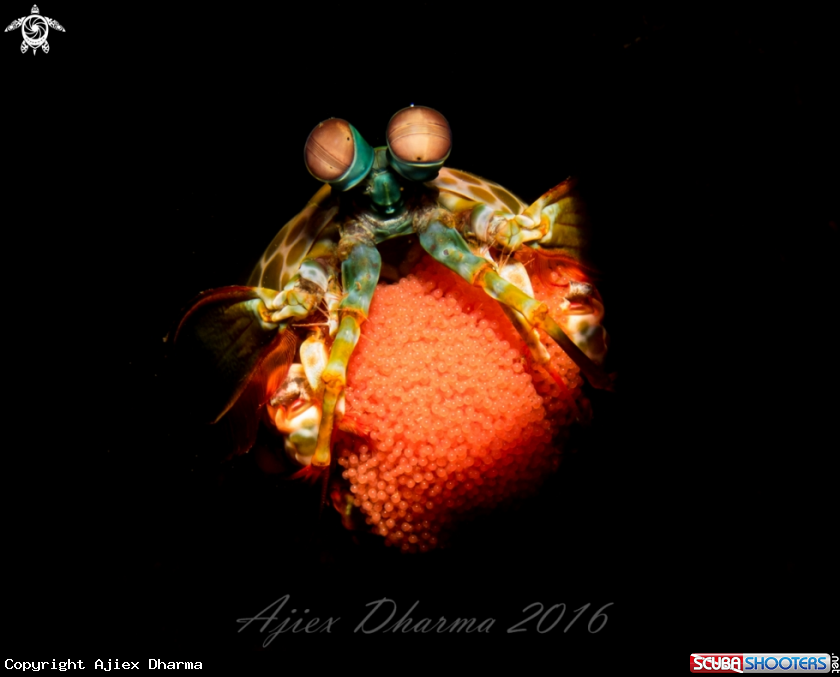 A Mantis shrimp