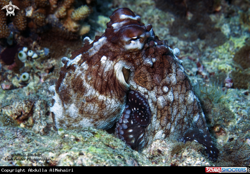 A Octopus 