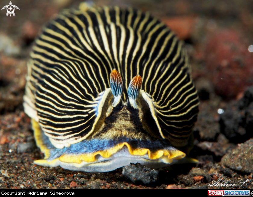 A Nudibranch