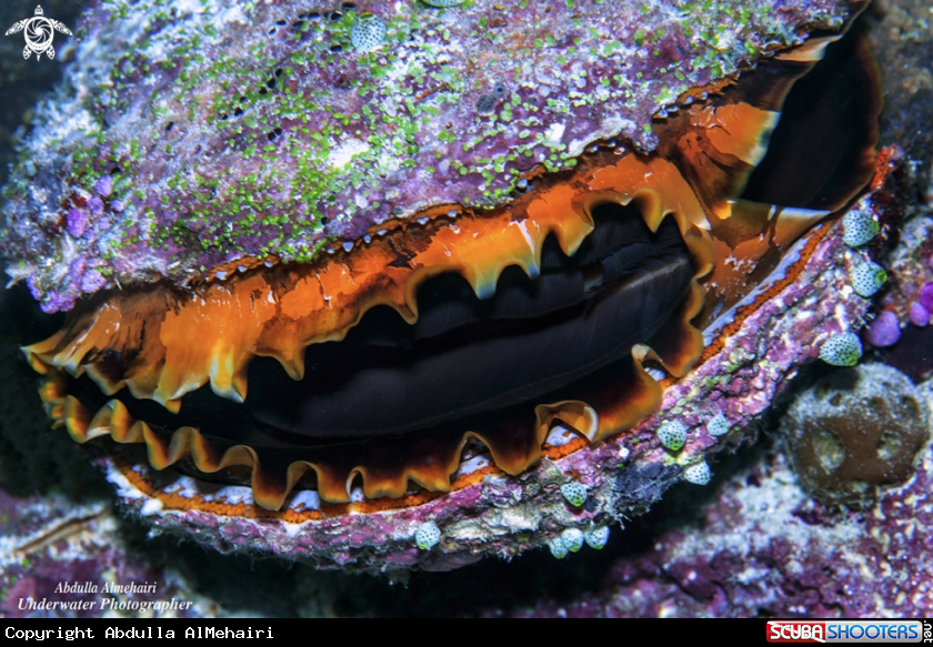 A Oyster Shell