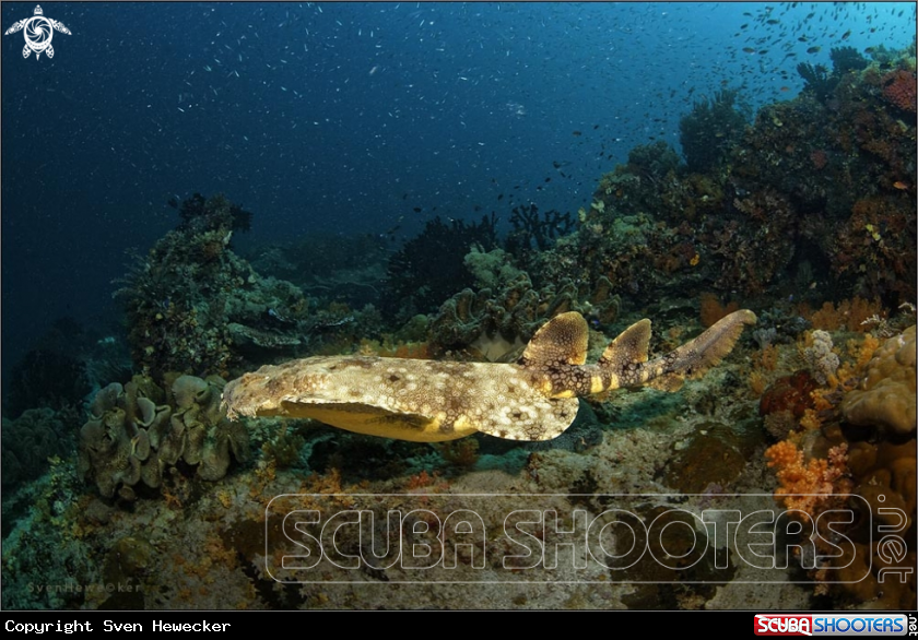 A Wobbegong