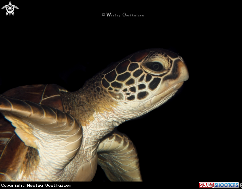A Green sea turtle