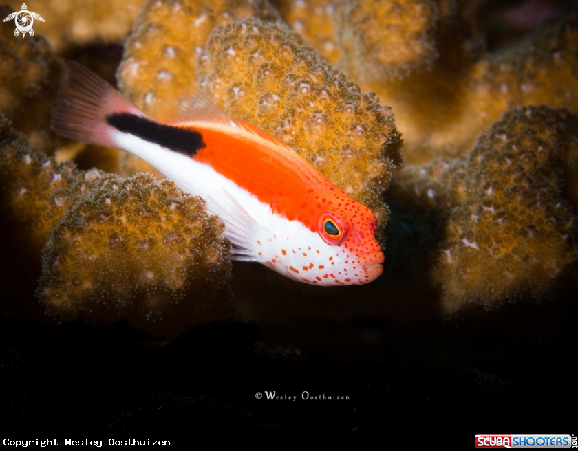A Freckled Hawkfish