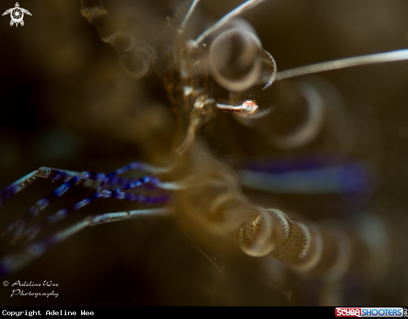 A Pederson cleaner shrimp