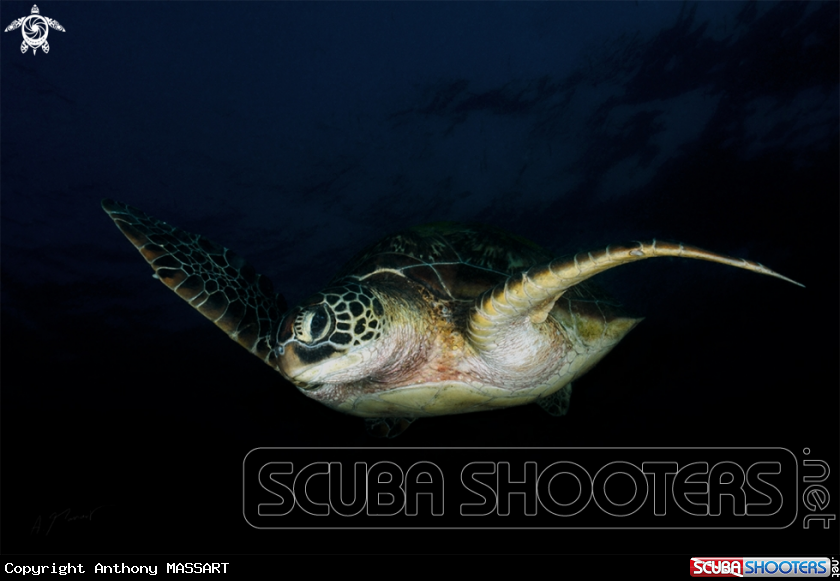 A Green turtle