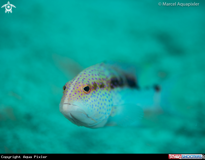 A Grouper