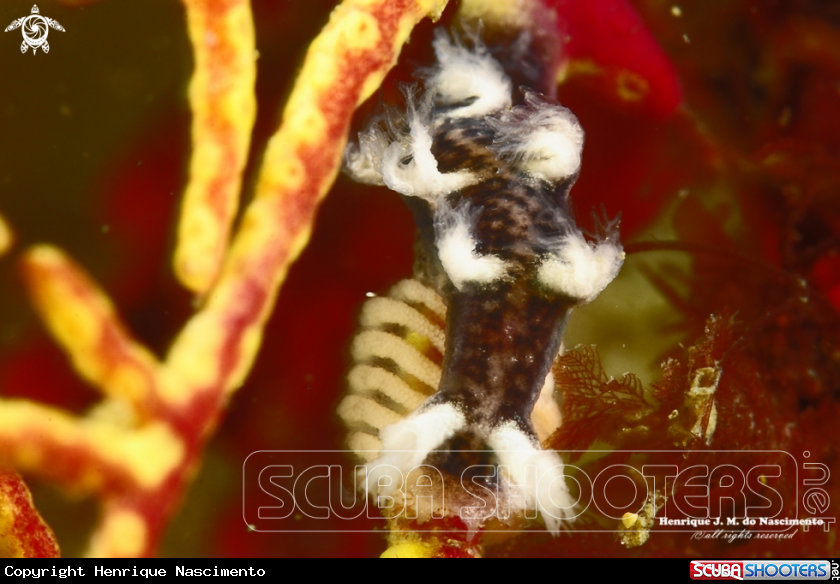 A Nudibranch