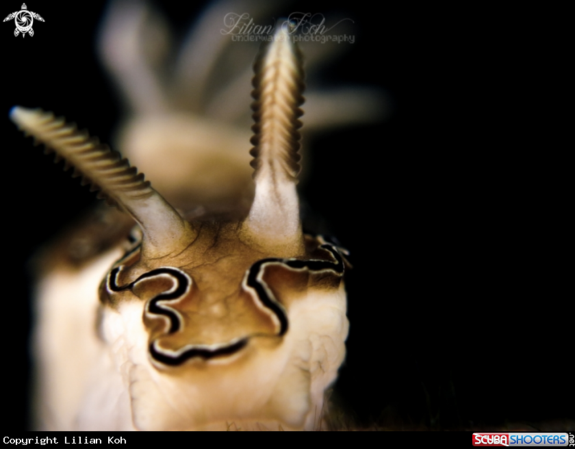 A Nudibranch