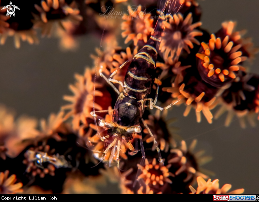 A Chocolate Shrimp