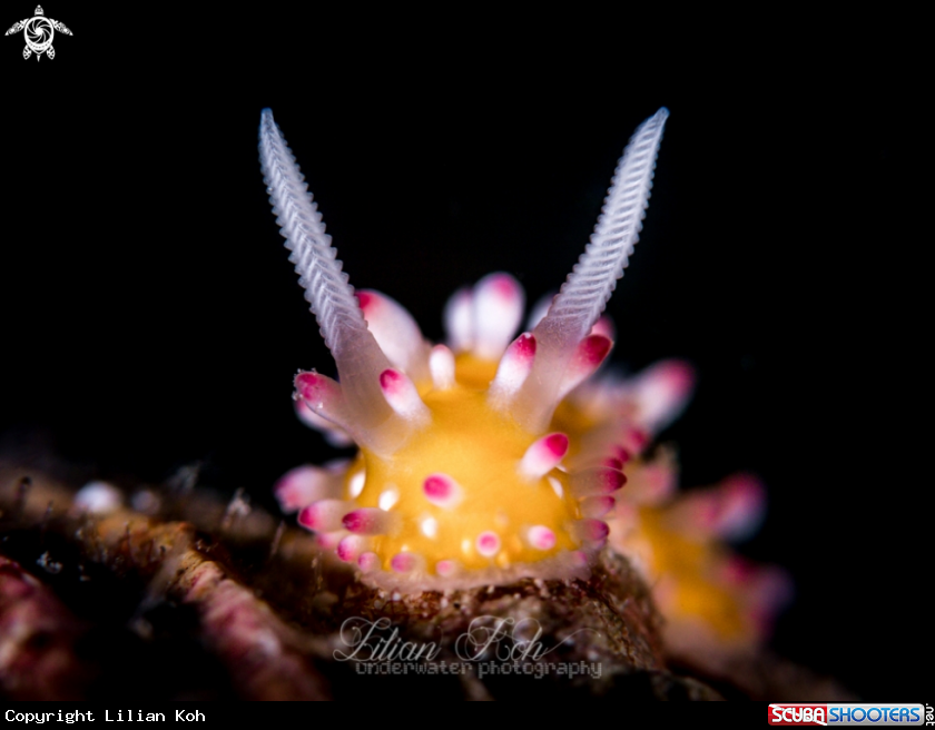 A Nudibranch