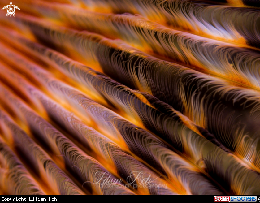 A Tube Worm
