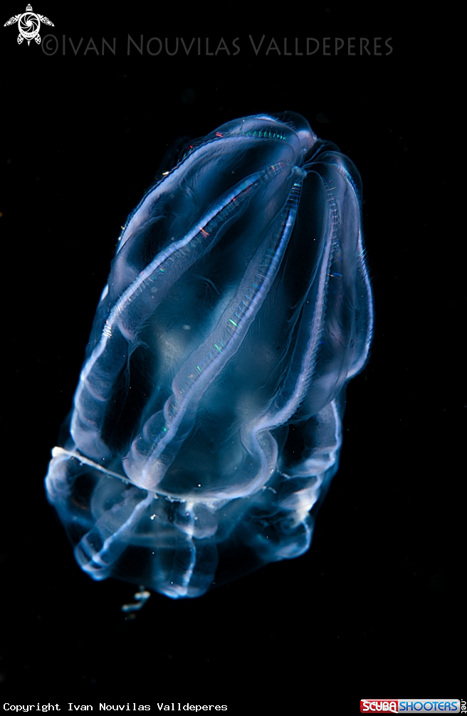 A Bolinopsis