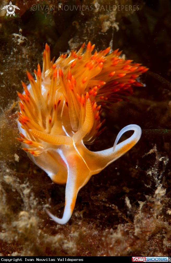 A Dondice banyulensis