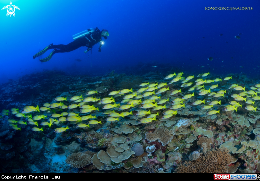 A Yellow snappers