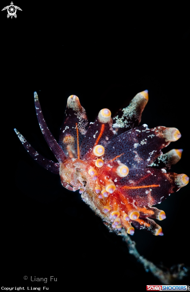 A Eubranchus sp.