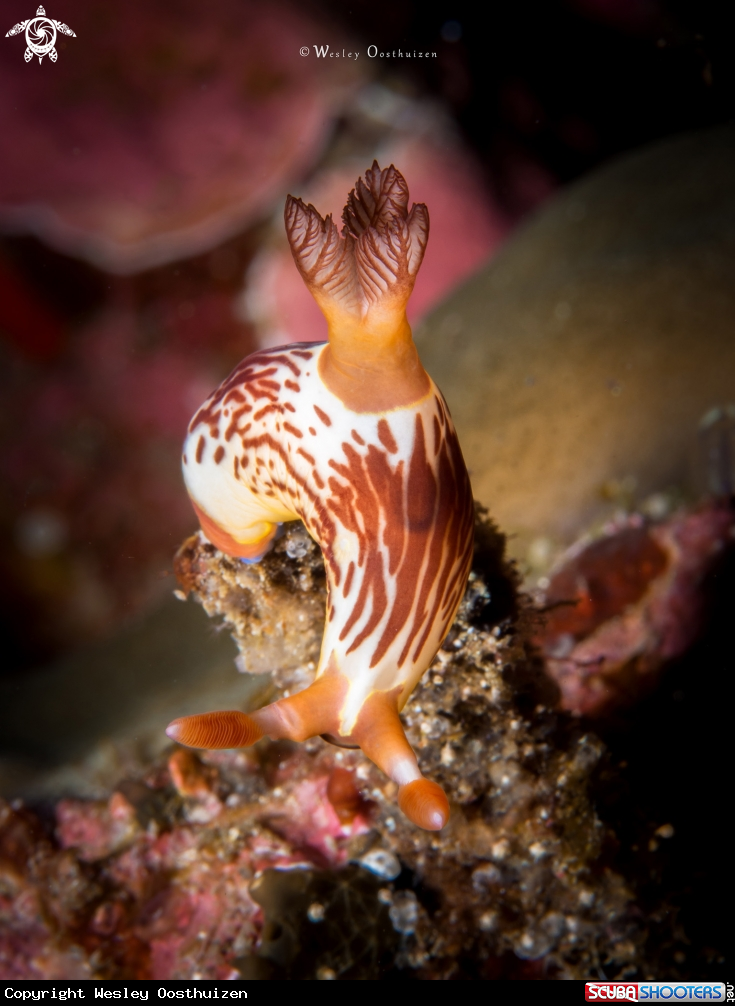 A Nudibranch