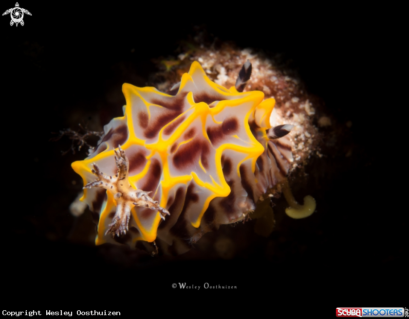 A Nudibranch