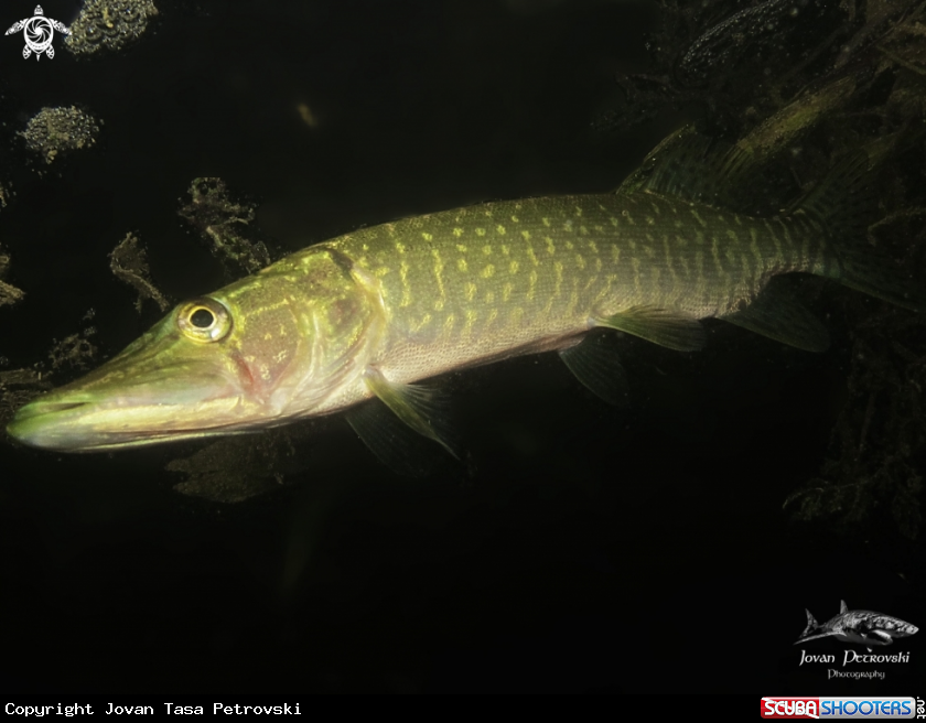 A Štuka / Pike