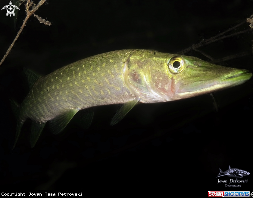 A Štuka / Pike