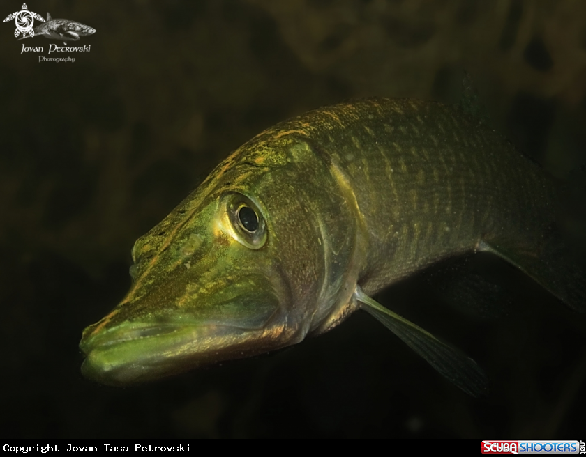 A Štuka / Pike