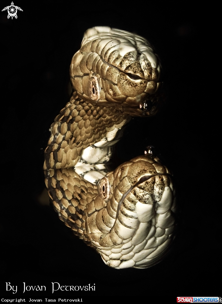 A Ribarica / Water snake.