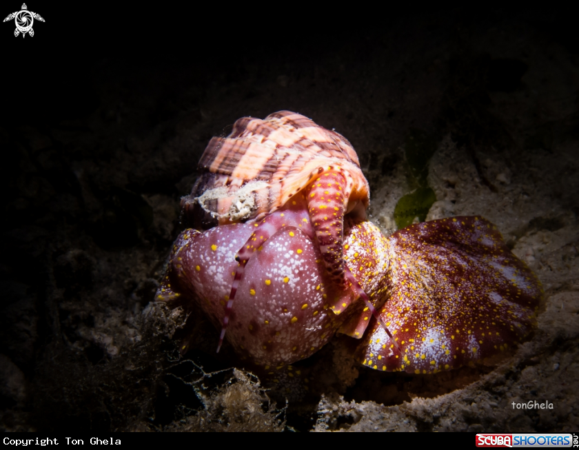 A Harp Snail