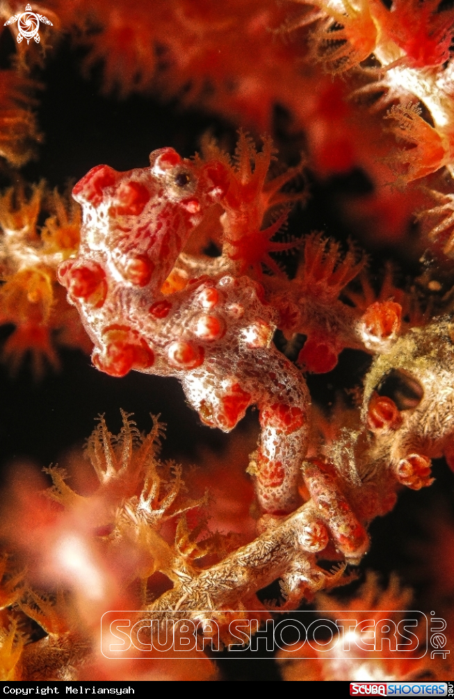 A Pygmy Seahorse