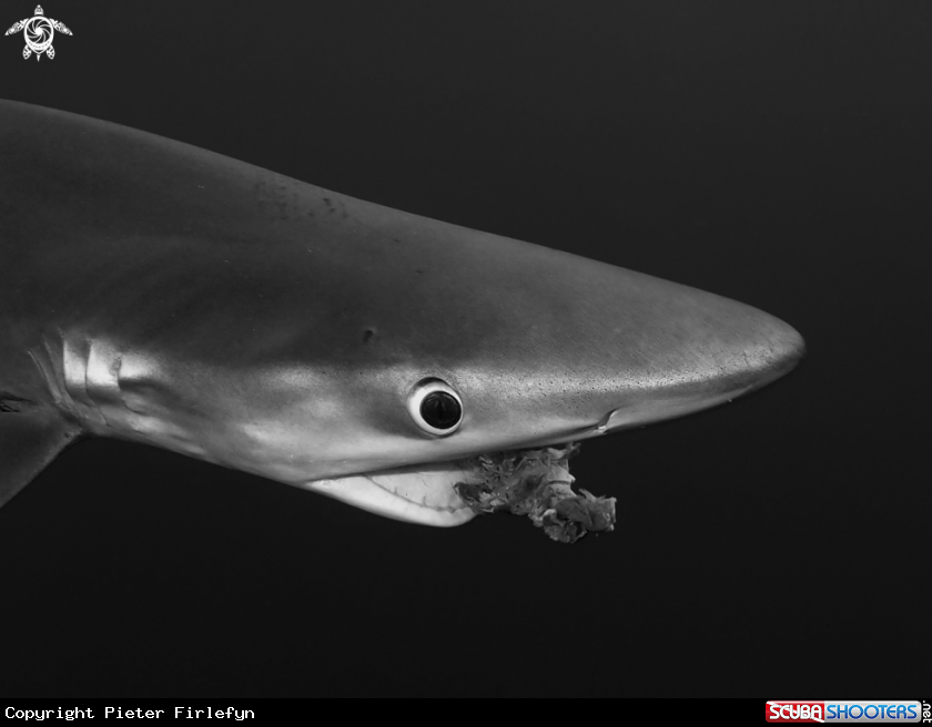 A Blue shark
