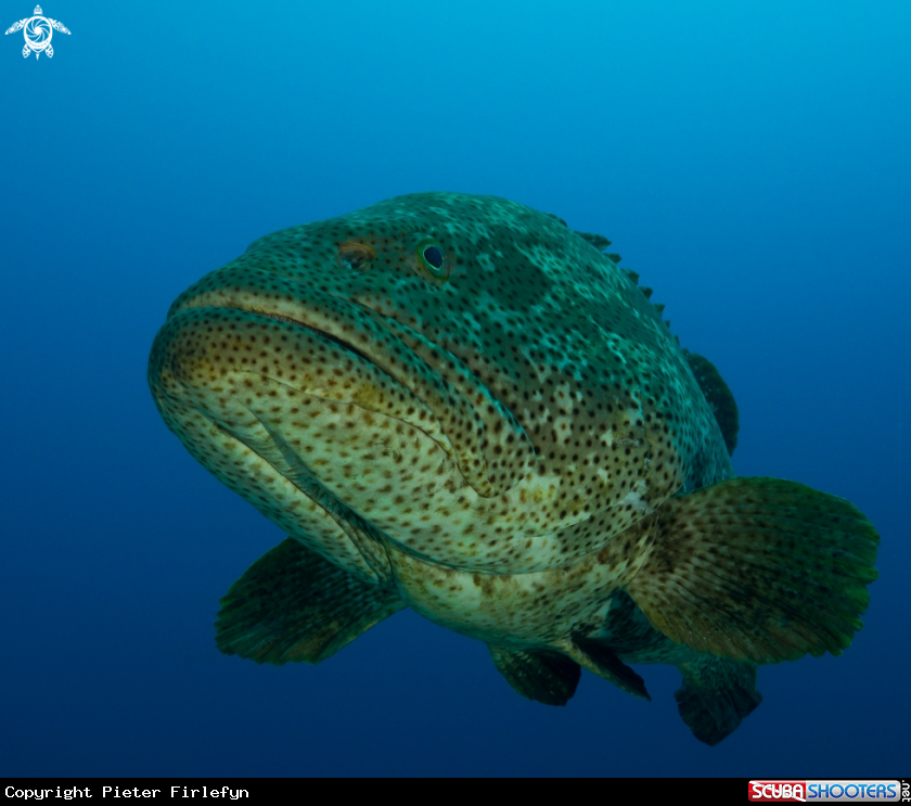 A grouper