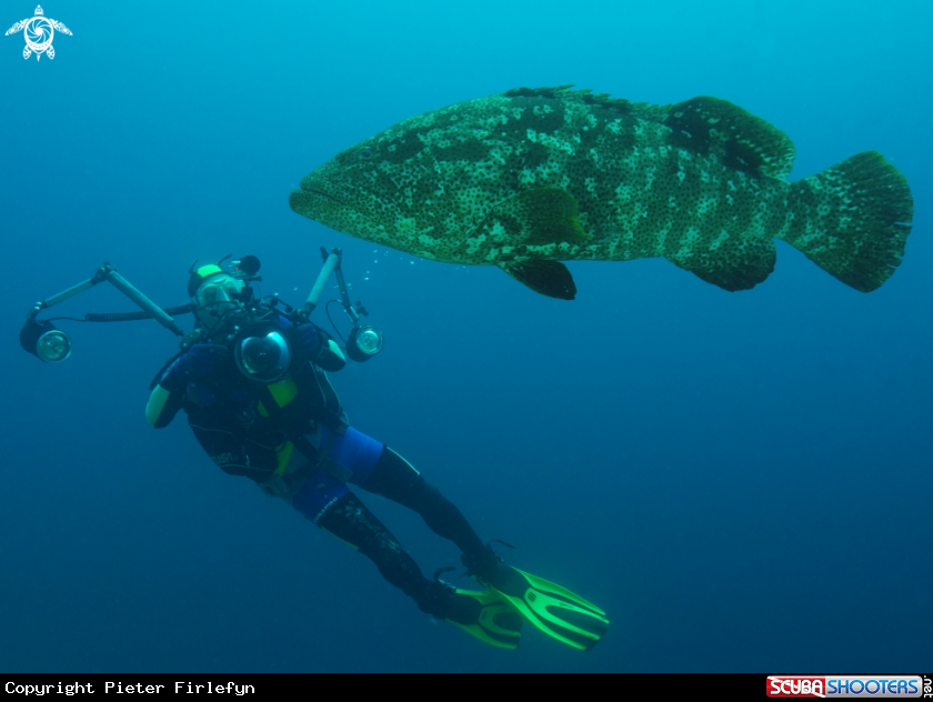 A grouper
