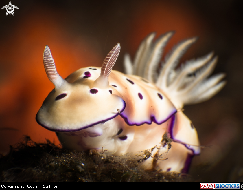A Nudibranch