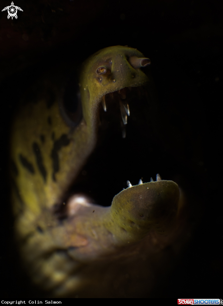 A Fimbriated moray