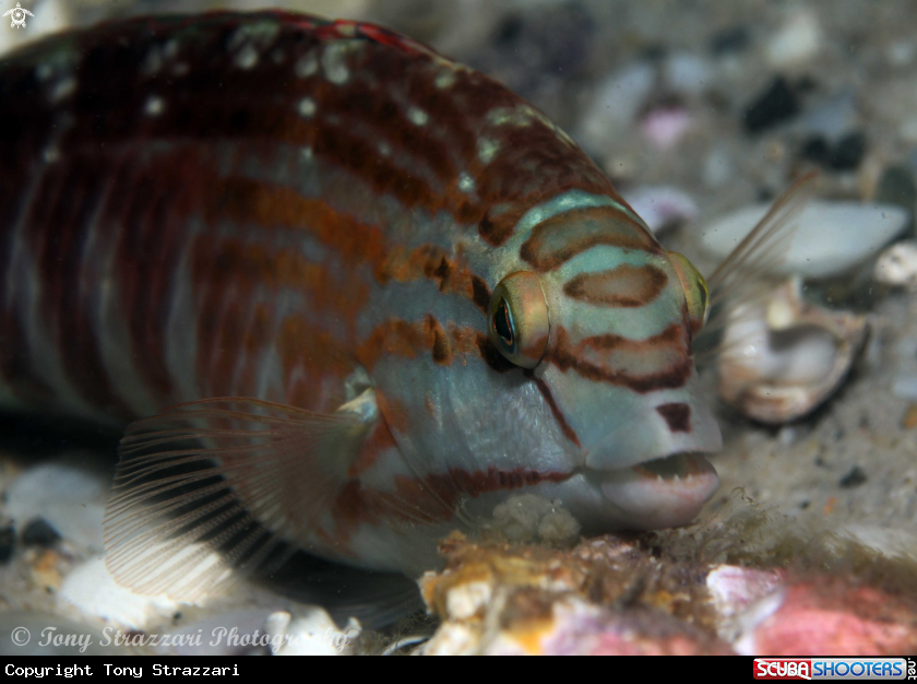 A Gunthers wrasse