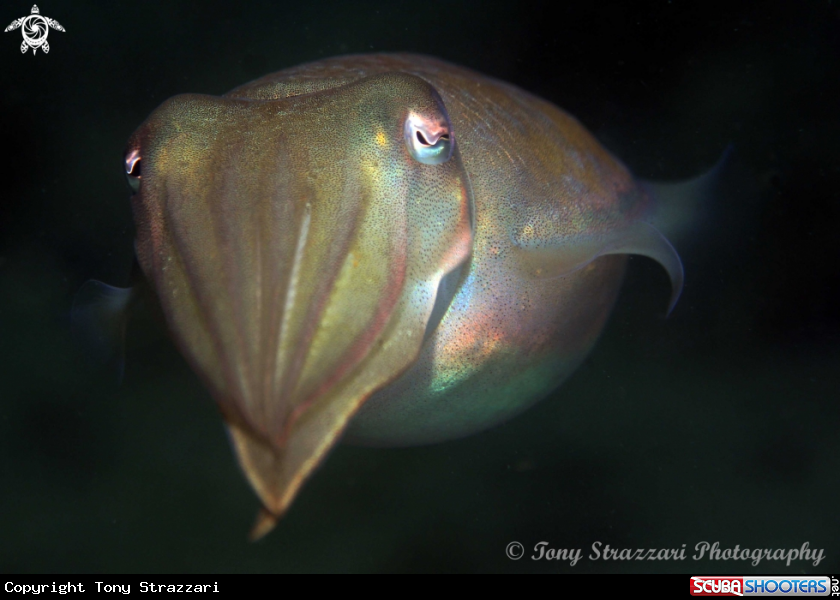 A Mourning cuttle