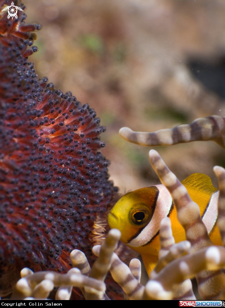 A Orange clownfish