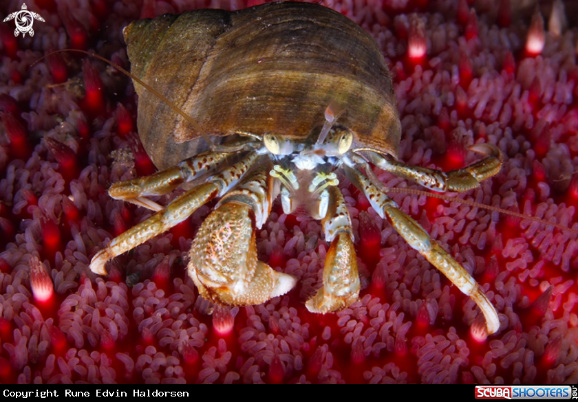 A Hermit Crab