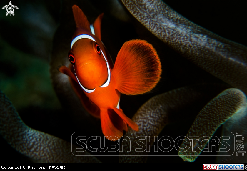 A Nemo