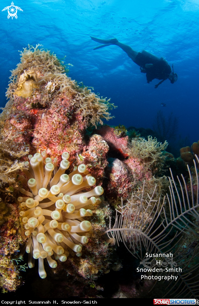 A Giant Anenome
