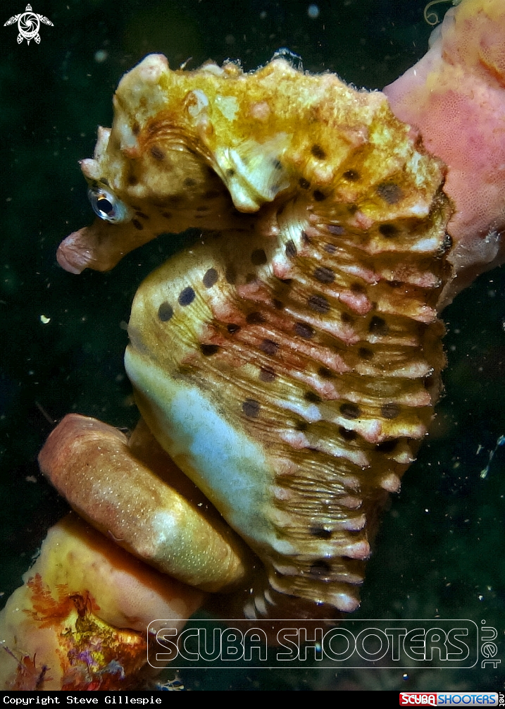 A Big Bellied Seahorse